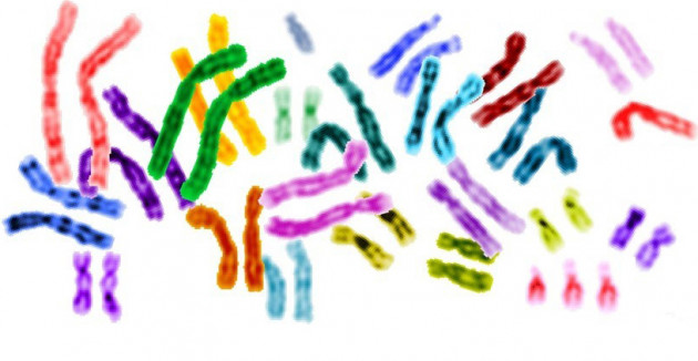 Genomev1